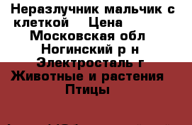 Неразлучник мальчик с клеткой  › Цена ­ 1 500 - Московская обл., Ногинский р-н, Электросталь г. Животные и растения » Птицы   